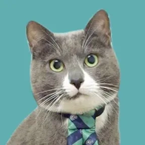 김메주와고양이들